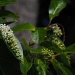 Buy Citharexylum subserratum, native parijatham, bili parijatha, 
nattu parijatham - Live plant online shopping for sale