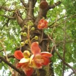 Buy Couroupita guianensis - small - cannonball tree, Nagalingam, 
नागलिंग, shivalingam - Live plant online shopping 
for sale