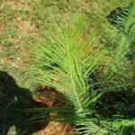 Buy Cycas beddomei, konda ita - Live plant online shopping for 
sale
