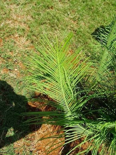 ML-0577-cycas-beddomei.jpg Buy Cycas beddomei, konda ita - Live plant online shopping for
sale - Image 1