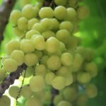 Buy Phyllanthus acidus, arunelli, star gooseberry, 
हरफ़रौरी, Harfarauri - Live plant online shopping 
for sale