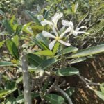Buy Plumeria alba - original - Native, white frangipani 
caterpillar tree - Live plant online shopping for sale