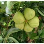 Buy Sterculia foetida, Kavalam, Peenari, Poothimanathi, 
Poothiyunathi, Kuthiraippidukku, Pinari, Malaittengai, Peenari, 
Pathala mara, Bhuthalamara, Jungli badam, Adavi badham - Live 
plant online shopping for sale