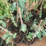 Buy Eucalyptus cinerea, argyle apple, silver dollar eucalyptus - 
Live plant online shopping for sale