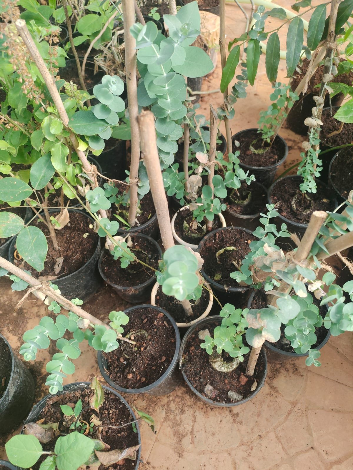 ML-0588-eucalyptus-cinerea.jpeg Buy Eucalyptus cinerea, argyle apple, silver dollar eucalyptus -
Live plant online shopping for sale - Image 1