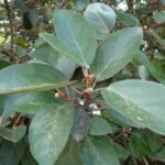 Buy Epsicia cupreata - Live Plant Online Shopping for Sale