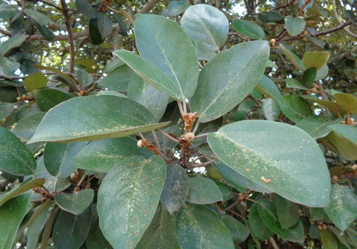ML-0589-epsicia-cupreata-live-plant-1.jpg Buy Epsicia cupreata - Live Plant Online Shopping for Sale - Image 1