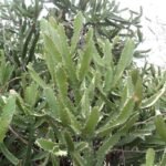 Buy Euphorbia antiquorum, mukkonakalli - live plant online 
shopping for sale