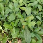 Buy Ficus hispida, devil fig, pei athi, பேய் 
அத்தி, काला उम्बर, kala umbar, 
फल्गु, phalgu - Live plant online shopping for sale