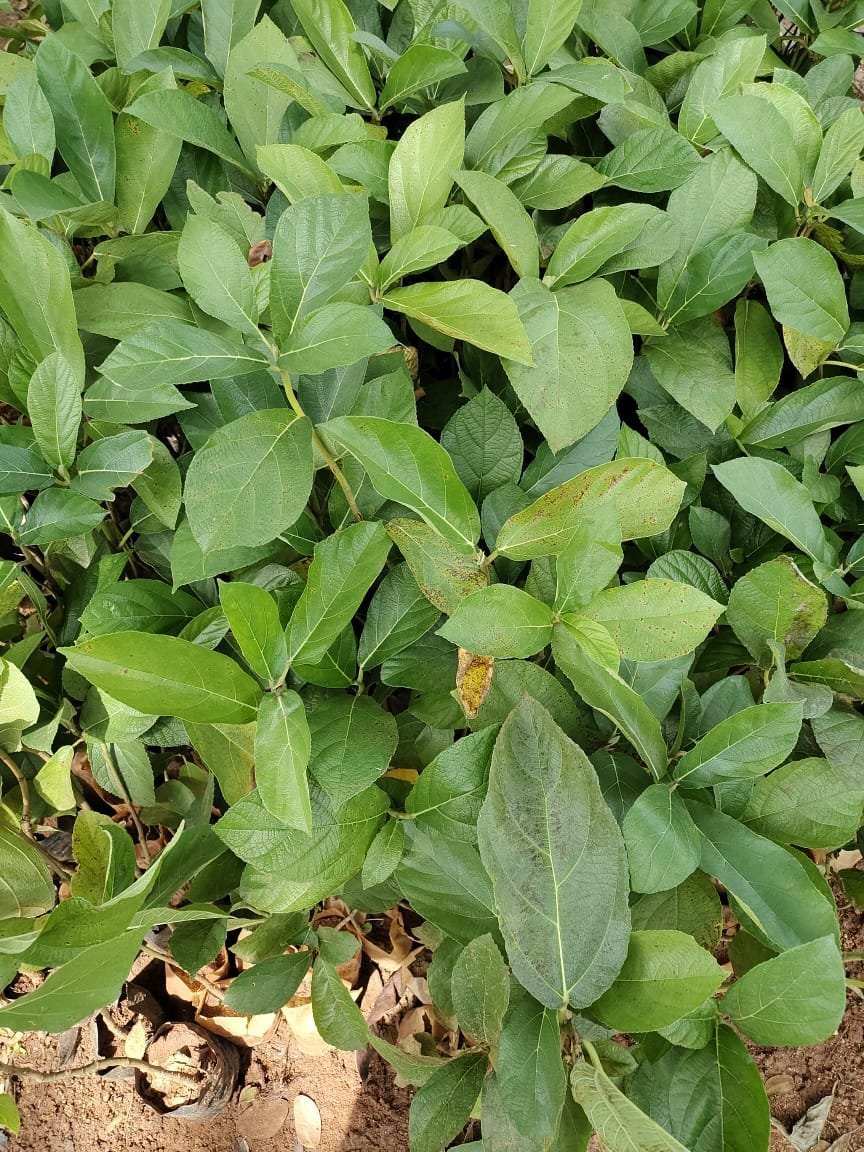 ML-0609-devil-fig-2.jpeg Buy Ficus hispida, devil fig, pei athi, பேய்
அத்தி, काला उम्बर, kala umbar,
फल्गु, phalgu - Live plant online shopping for sale - Image 1