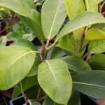 Buy Ficus mysorensis - Live Plant Online Shopping for Sale