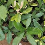 Buy Garcinia spicata, kattu punnai, mangosteen, manjanakku, 
Bitter garcinia, Haldi Jangali ramphal Tavir, Kokottai - Live 
plant online shopping for sale