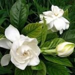 Buy parijatham - Air layered&Flowering, parijath, 
பாரிஜாதம், cape jasmine, Gandhraj, 
गंधराज, पारिजात, इन्द्र 
कमल, Indra Kamal - Live plant online shopping for sale