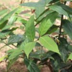 BUY HELICOPTER FLOWER, MADHAVI LATHA, MADHAVI LATA, HIPTAGE 
BENGHALENSIS RAISENTUR, VASANTAKAALA MALLIGAI, MADHABILATA, 
HIPTAGE VASANTADOOTI, MADHAVI, MADHABI - LIVE PLANT ONLINE 
SHOPPING FOR SALE