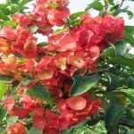 Buy Holmskioldia sanguinea Orange - Live Plant Online Shopping 
for Sale