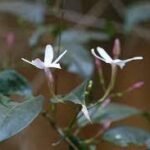 Buy Jasminum flexile - Live plant online shopping for sale