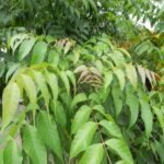 Buy Lannea coromandelica - Live Plant Online Shopping for Sale