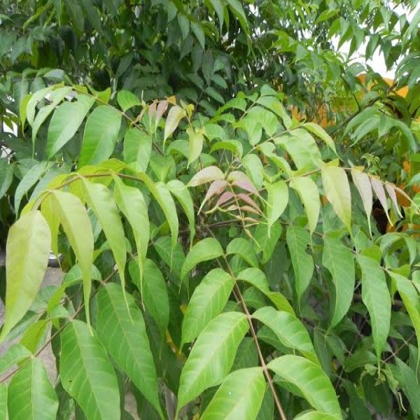 ML-0692-lannea-coromandelica-live-plant-2.jpeg Buy Lannea coromandelica - Live Plant Online Shopping for Sale - Image 1