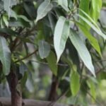Buy Nothopegia beddomei, Glycycarpus edulis, Oolagera, Vyana, 
Aera, Cheru - Live plant online shopping for sale
