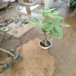 Buy Pachira aquatica - live plant online shopping for sale