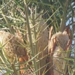 Buy Phoenix sylvestris, Indian date palm, indhu panai, 
ஈந்துபனை, खजूर, khajur, सेंधी, 
sendhi - Live plant online shopping for sale