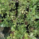 Buy Rhus sinuata, rhus mysorensis, Indian Sumac, Salabe Sippam, 
Neyyi kiluvai, Chippaamaram, Mulluvedathi - Live plant online 
shopping for sale