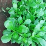 Buy Scaevola taccada, Beach naupaka, Badhraksham, vellai 
modhakam, badraksh - Live plant online shopping for sale