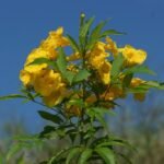 Buy Tecoma stans, yellow elder, sornampatti, Piliya, 
पीलिया, Chandaprabha - Live plant online shopping for 
sale