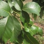 Buy Vitex pubescens, vitex pinnata - Live plant online shopping 
for sale