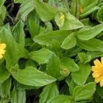 Buy Wedelia trilobata, Sphagneticola trilobata - Live plant 
online shopping for sale