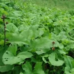 Buy Indian coleus, Dolomiaea costus, costus, Indian costus, kuth, 
putchuk, kostum, gostham - Live plant online shopping for sale