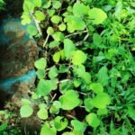 Buy ficus palmata, wild himalayan fig, wild fig, punjab fig, 
jangli anjir, kattu atthi, காட்டு அத்தி, 
ficus malabarica - Live plant online shopping for sale