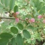 Buy Indigofera Tinctoria, Indigo plant, avuri neeli, 
அவுரி, நீலி - live plant online shopping for 
sale