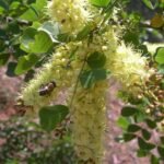 Buy Patang, Haematoxylum campechianum, logwood, seemai semmaram, 
neelirangina mara, gabbi - live plant online shopping for sale