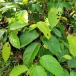 Buy Diospyros kaki, Japanese Persimmon, halwa tendu, 
சீமைப் பனிச்சை, seemaippanichai - live 
plant online shopping for sale
