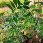 Buy Cocculus laurifolius, Laurel - Leaved Snail Tree, nagdaun, 
tilpharo, tilpharya, kaattu kattukodi, காட்டு 
கட்டுக்கொடி, aadukolli - live plant online 
shopping for sale