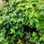 Buy Costus woodsonii, Red button ginger - live plant online 
shopping for sale