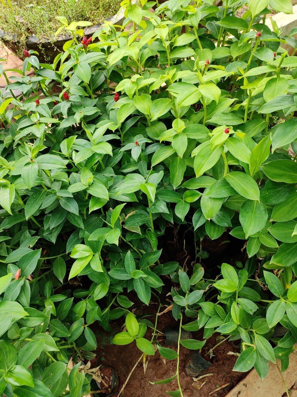 ML-0886-red-button-ginger-live-plant-4.jpg Buy Costus woodsonii, Red button ginger - live plant online
shopping for sale - Image 1