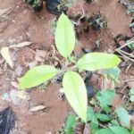 Buy Utleria salacifolia, Decalepis salicifolia, mara nannari, 
peru nannari - live plant online shopping for sale