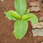 Buy Pisonia alba, nachukottai keerai, lachukottai, bhagga chura, 
lettuce tree - live plant online shopping for sale