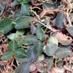 Buy Anoectochilus elatus plant live jewel orchid showing distinctive veined foliage