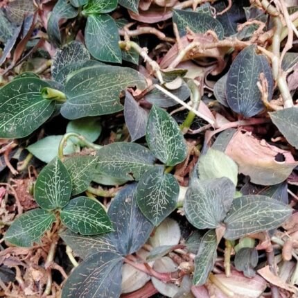 Buy Anoectochilus elatus plant live jewel orchid showing distinctive veined foliage