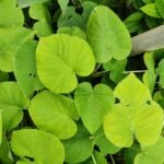 Buy Argyreia nervosa, Elephant creeper, samudhra pala, kadal 
palai, கடற்பாலை - Live plant online shopping for 
sale