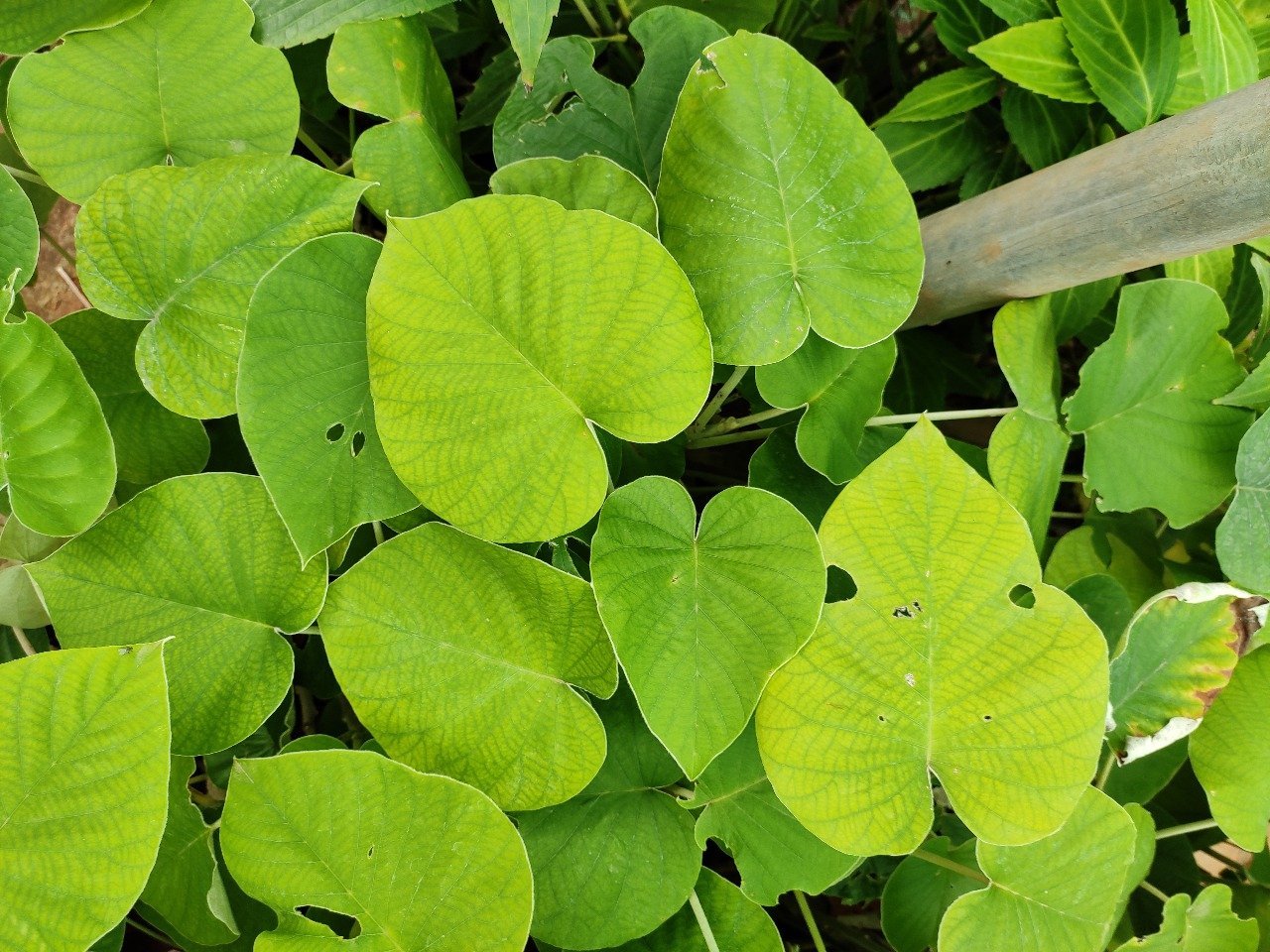 ML-0896-elephant-creeper-4.jpg Buy Argyreia nervosa, Elephant creeper, samudhra pala, kadal
palai, கடற்பாலை - Live plant online shopping for
sale - Image 1