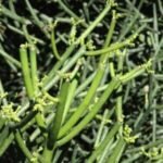 Buy Euphorbia tirucalli, pencil cactus, kodikalli, 
கொடிக்கள்ளி - Live plant online shopping 
for sale