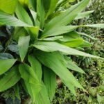 Buy Curcuma Zedoaria, vellai manjal, வெள்ளை 
மஞ்சள் - Live plant online shopping for sale
