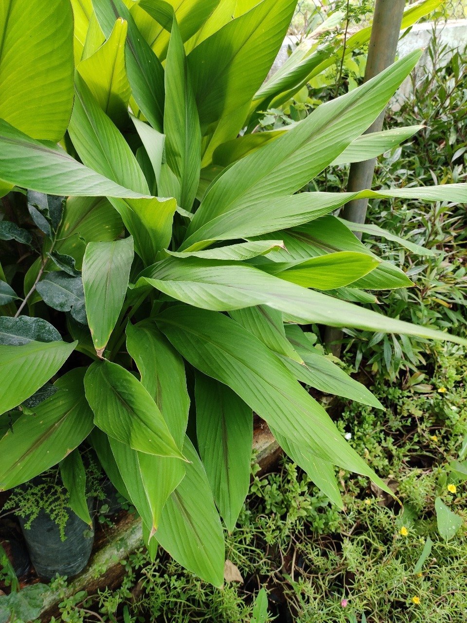 ML-0899-vellai-manjal-2.jpeg Buy Curcuma Zedoaria, vellai manjal, வெள்ளை
மஞ்சள் - Live plant online shopping for sale - Image 1