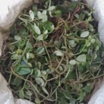 Buy Kalbrahmi, peperomia tetraphylla, 
கல்பிரம்மி - 1 Kg Fresh leaf with stem - 
Online Shopping for Sale