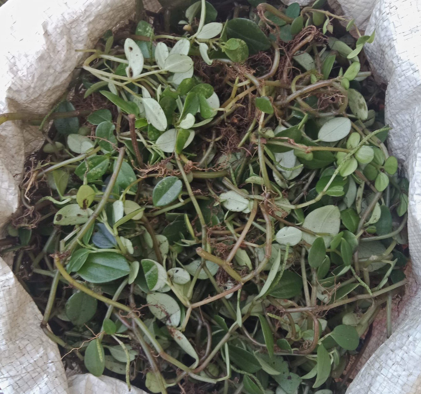 ML-0902-peperomia-tetraphylla-2.jpeg Buy Kalbrahmi, peperomia tetraphylla,
கல்பிரம்மி - 1 Kg Fresh leaf with stem -
Online Shopping for Sale - Image 1