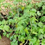 Buy Jatropha curcas, curcas nut, physic nut, Jungli erand, Adalu 
haralu, காட்டாமணக்கு, kattamanakku - Live 
plant online shopping for sale